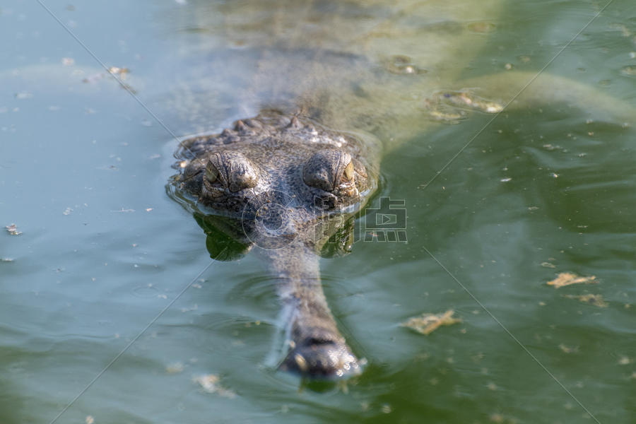 鳄鱼 动物园图片素材免费下载
