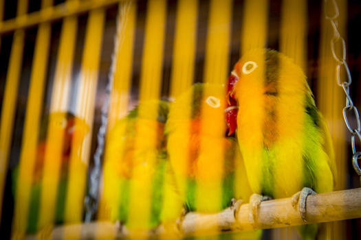 红牡丹鹦鹉图片素材免费下载