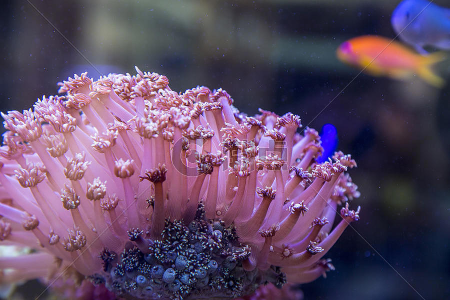 水下的珊瑚图片素材免费下载