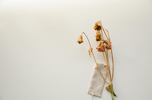 白色背景下的简约文艺干花朵图片素材免费下载