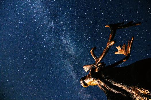 星空下的麋鹿雕像图片素材免费下载