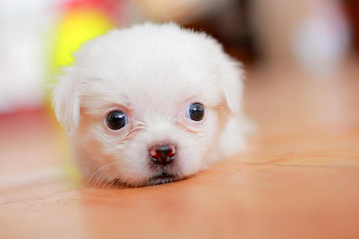 可爱的白色小狗图片素材免费下载
