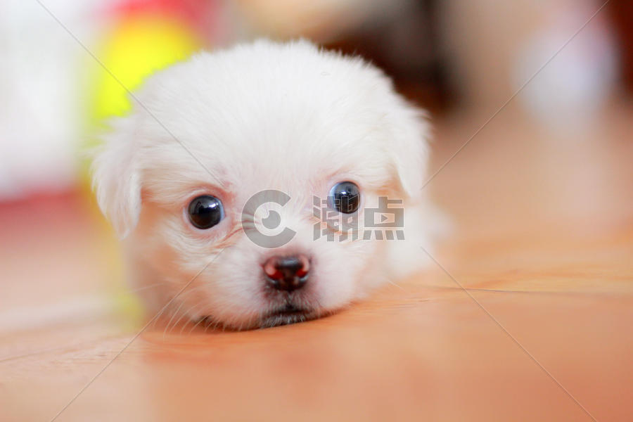 可爱的白色小狗图片素材免费下载