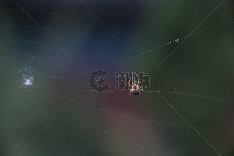 蜘蛛结网图片素材免费下载
