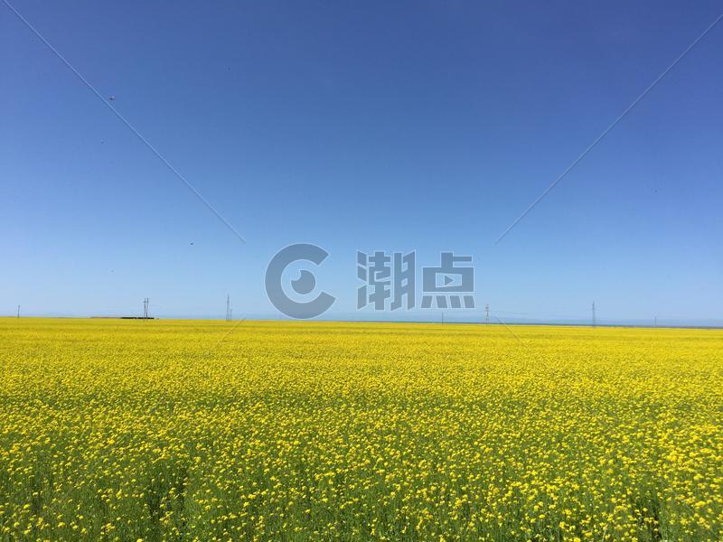 青海湖油菜花图片素材免费下载
