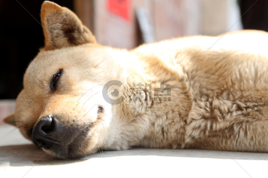 俯卧于乡村农家里的狗 慵懒而舒适图片素材免费下载