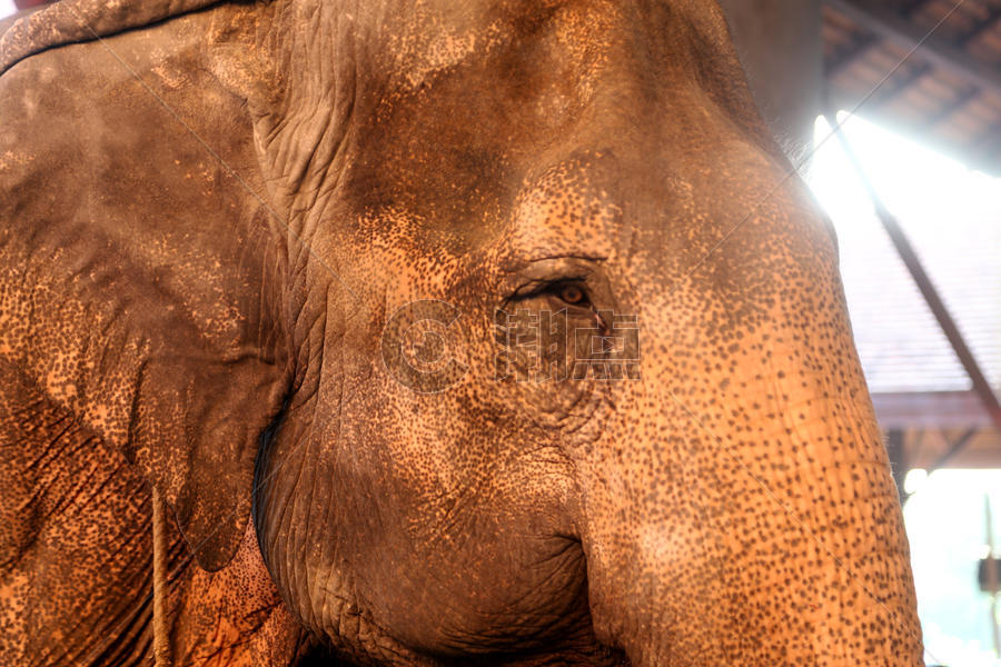 泰国国宝大象 被人民视为吉祥物图片素材免费下载