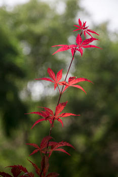 红红火火的枫叶图片素材免费下载