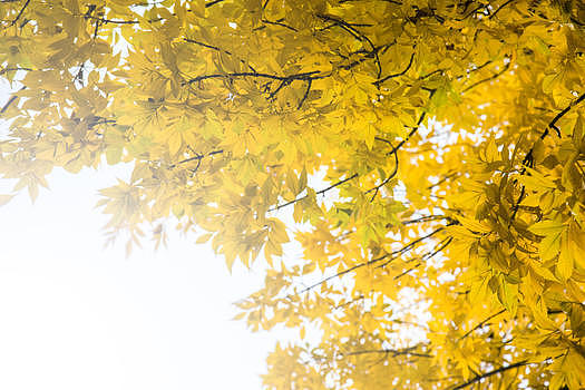树上的金黄秋叶图片素材免费下载