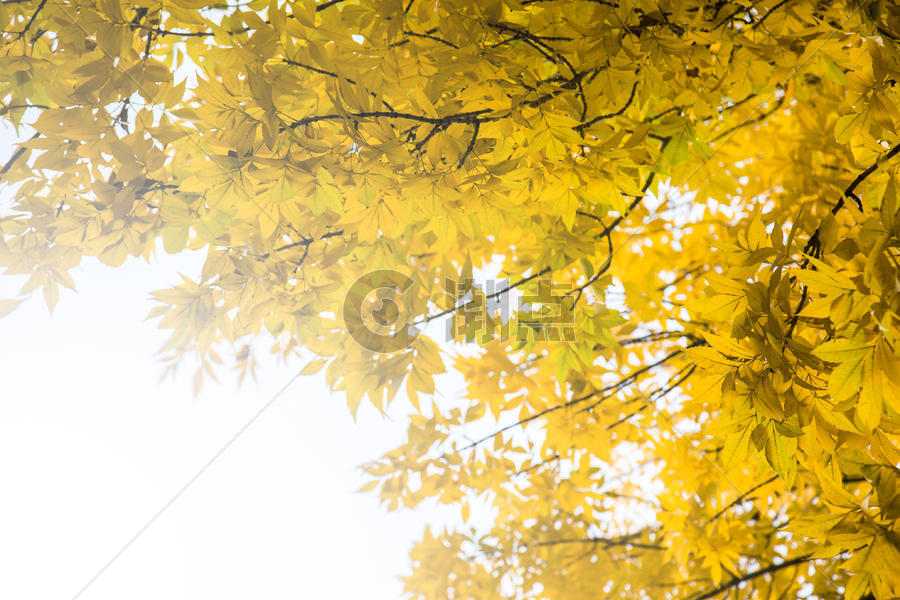 树上的金黄秋叶图片素材免费下载