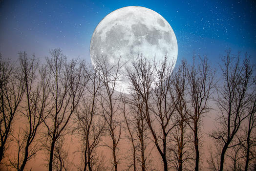 月圆下树林图片素材免费下载