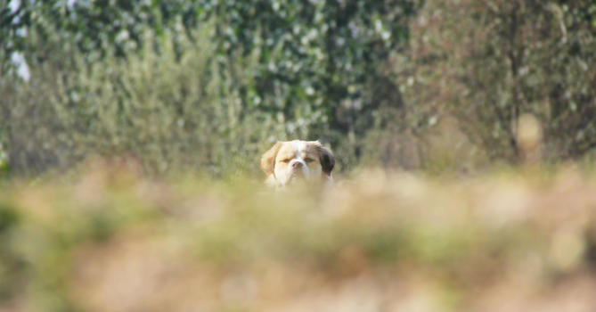 藏匿的小狗图片素材免费下载