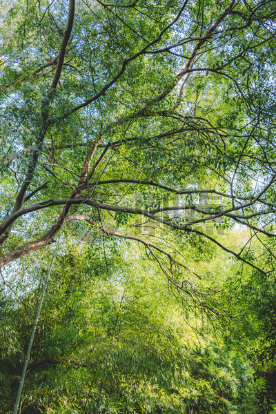 树木树枝图案自然美清新图片素材免费下载