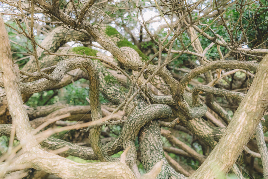 树枝结构枝繁叶茂植物生长图片素材免费下载