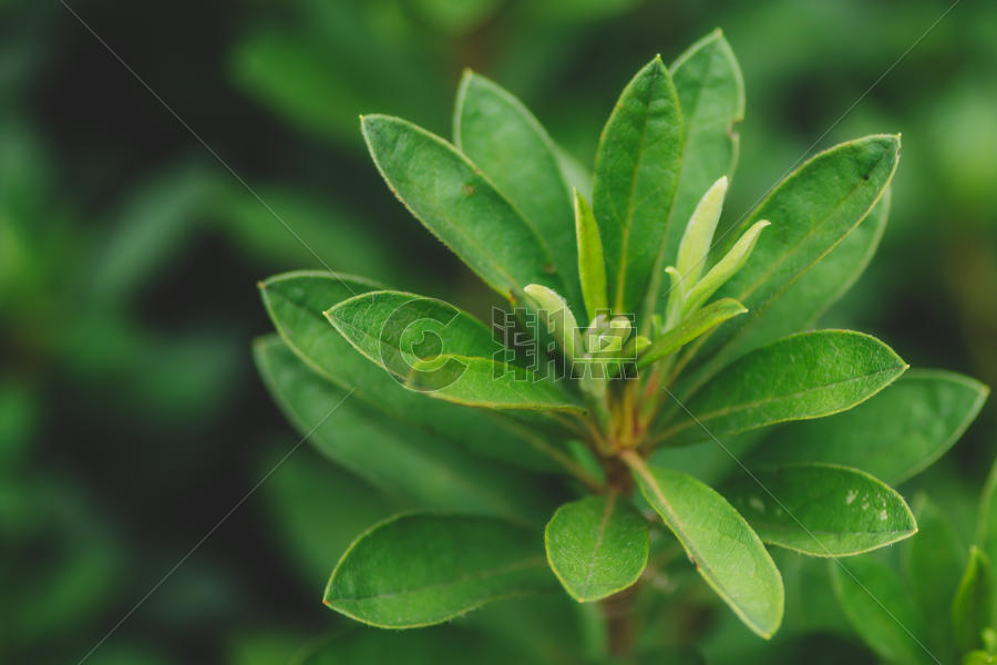 叶子背景环境图案植物清新图片素材免费下载