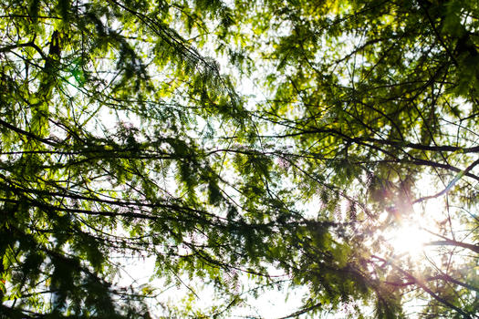 树木阳光自然风景图片素材免费下载
