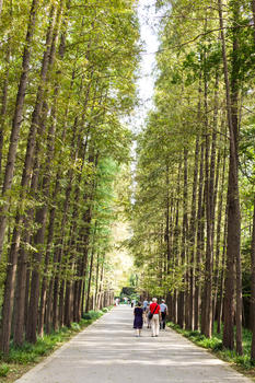 杉树游客步行背影图片素材免费下载