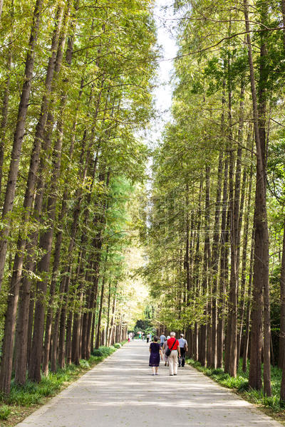 杉树游客步行背影图片素材免费下载