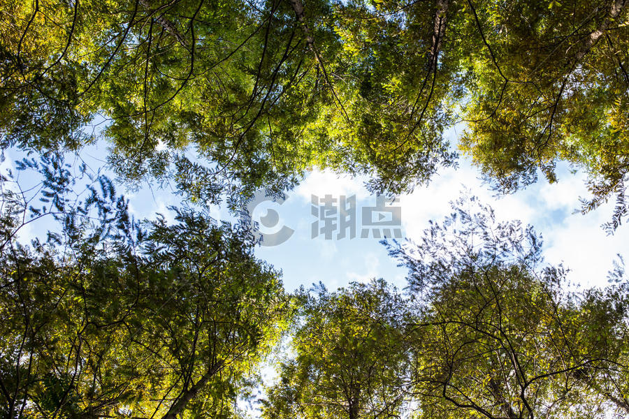 蓝天白云树木风景图片素材免费下载