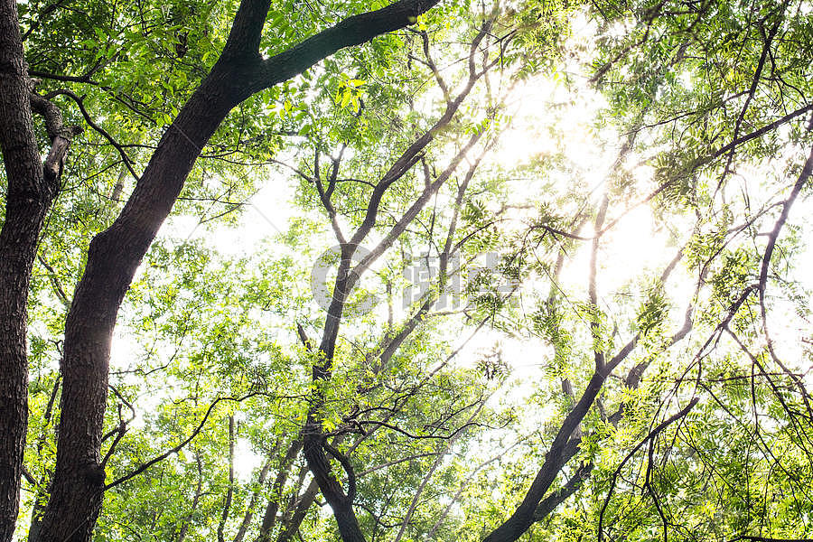 阳光树木绿植背景图片素材免费下载