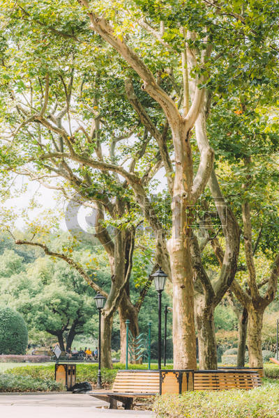 树枝枝繁叶茂植物自然环境图片素材免费下载
