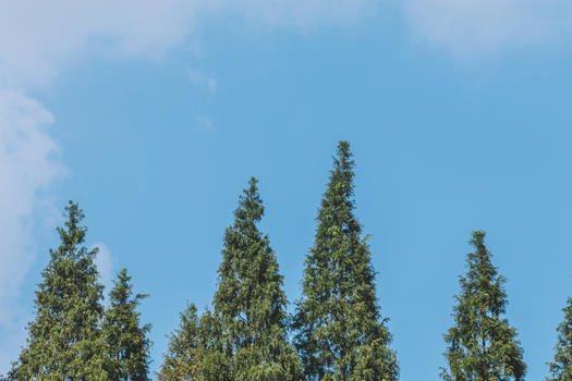 蓝天白云树木树枝图案结构图片素材免费下载
