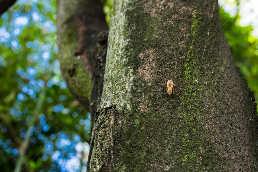 昆虫脱壳树干风景图片素材免费下载