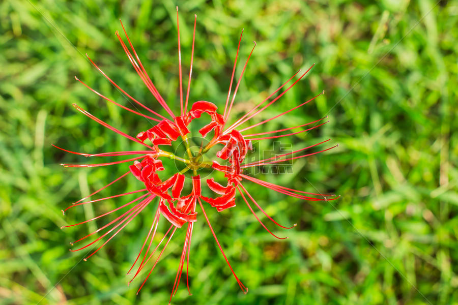 红花植物纹理图案图片素材免费下载
