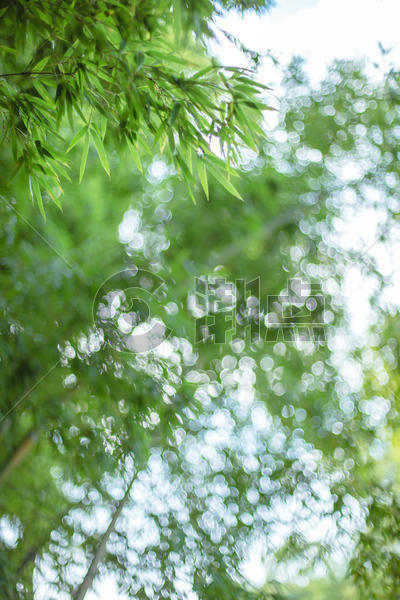 竹叶虚化园林风景图片素材免费下载