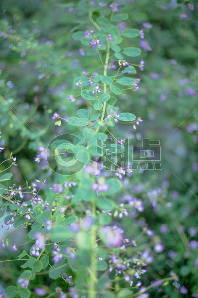 绿叶紫花清新背景图片素材免费下载
