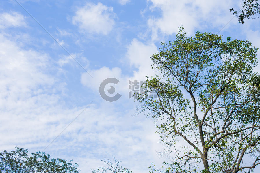 蓝天白云树木风景图片素材免费下载