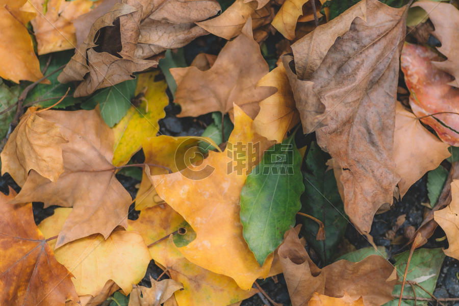 枯叶平铺树叶环境图片素材免费下载