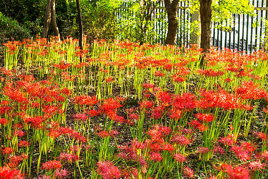 红花阳光树林花园图片素材免费下载