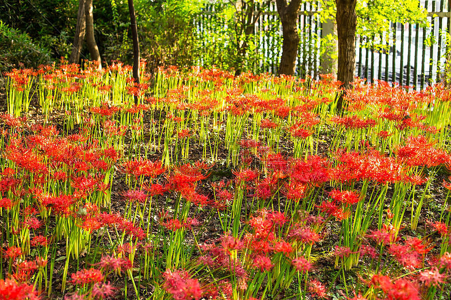 红花阳光树林花园图片素材免费下载