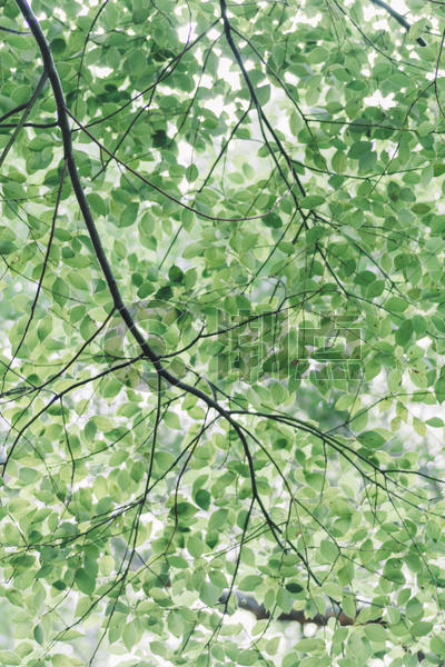 自然绿色背景枝干阳光图片素材免费下载