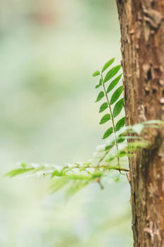 绿色植物树干背景环境图片素材免费下载