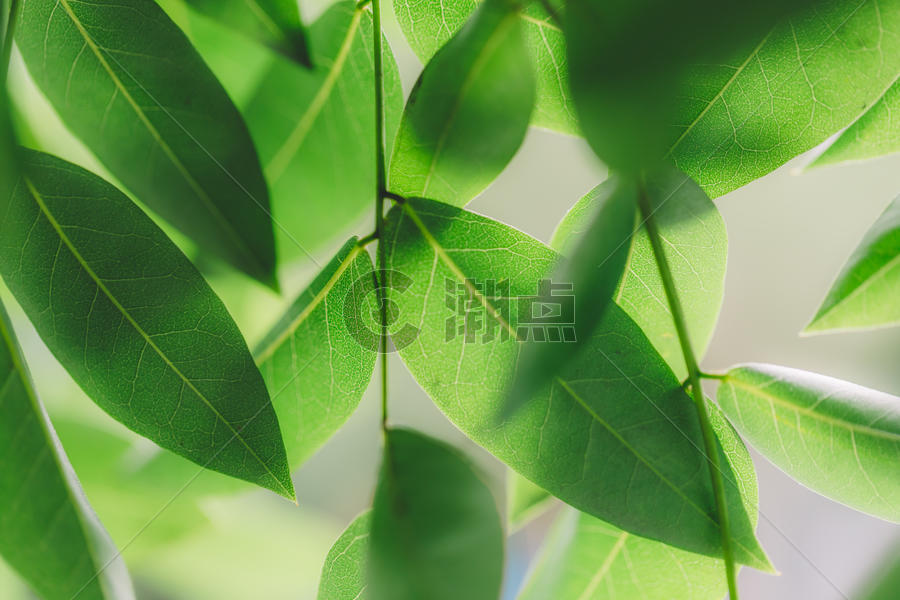 绿色树叶微距阳光清新图片素材免费下载
