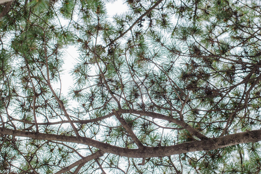 松树松果自然风光背景图片素材免费下载