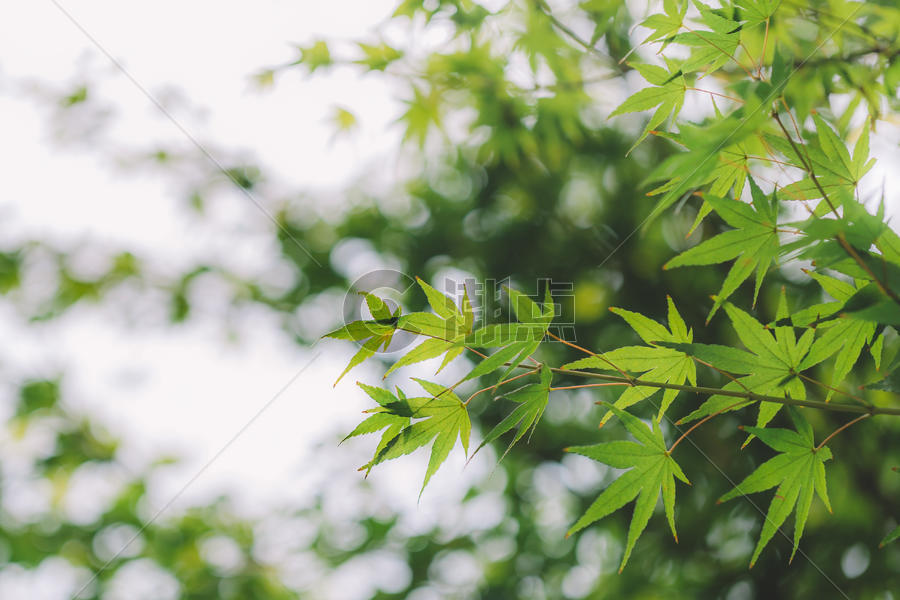 光斑背景绿色树叶清新环境图片素材免费下载