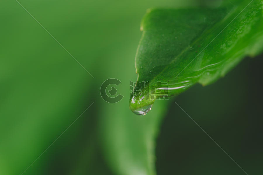 水滴绿色清新叶片叶子图片素材免费下载