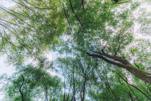 结构树木植物阳光森林叶片图片素材免费下载