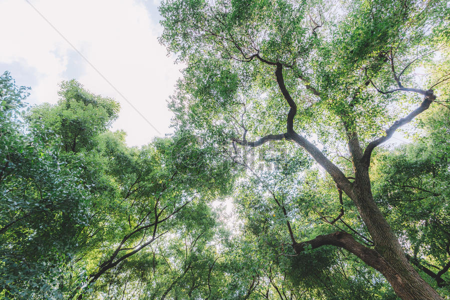 树木植物绿色天空仰拍环境图片素材免费下载