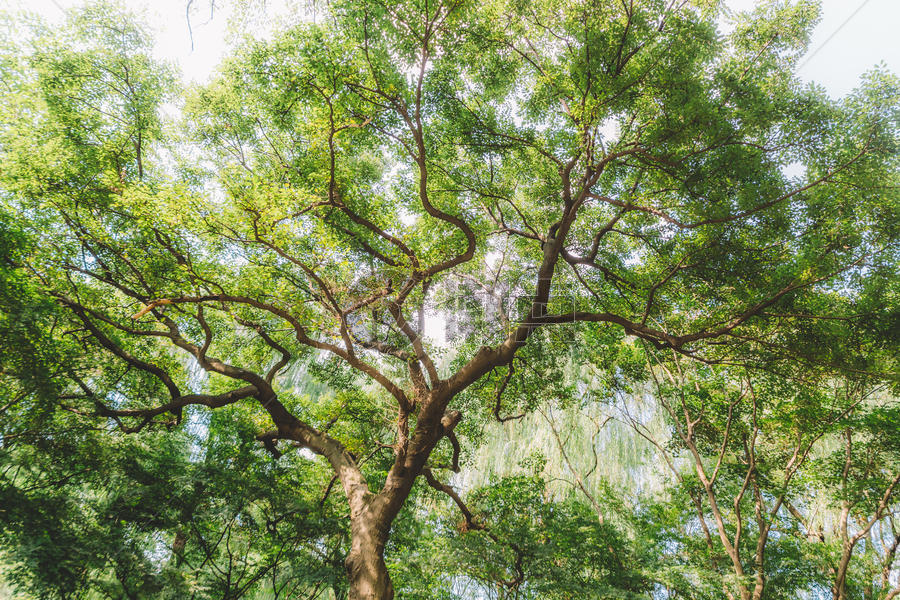 清新自然枝繁叶茂植物树木图片素材免费下载
