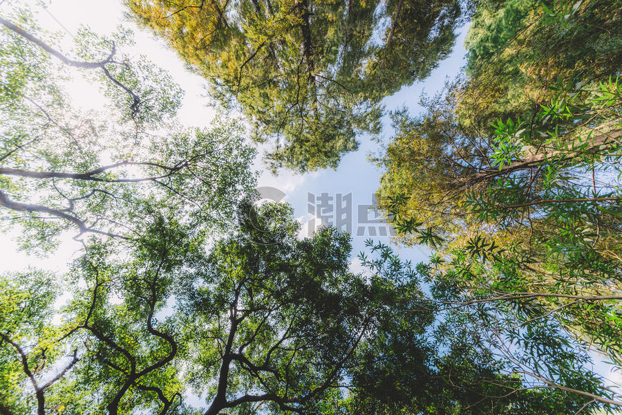蓝天白云植物树木叶子叶片图片素材免费下载
