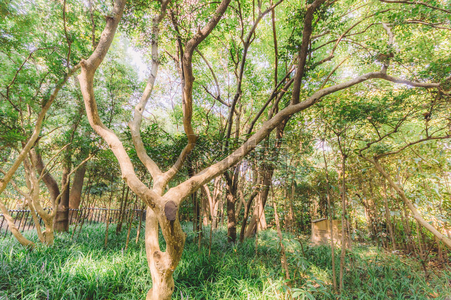 树木枝干结构森林植物绿色图片素材免费下载