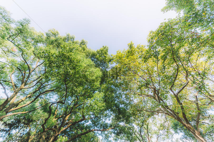 枝繁叶茂天空绿色树木植物图片素材免费下载