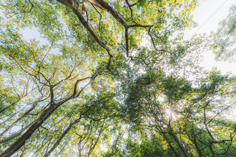 绿色树木枝干仰拍枝繁叶茂图片素材免费下载