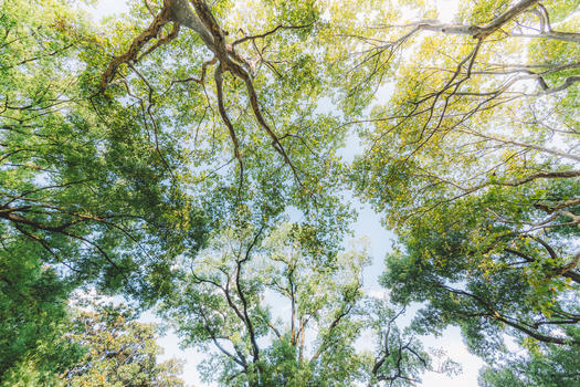 枝干仰拍天空树叶阳光图片素材免费下载