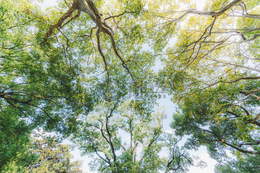 枝干仰拍天空树叶阳光图片素材免费下载