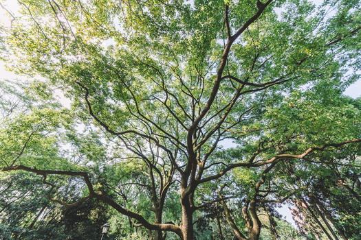 枝繁叶茂树木图案结构绿意自然图片素材免费下载